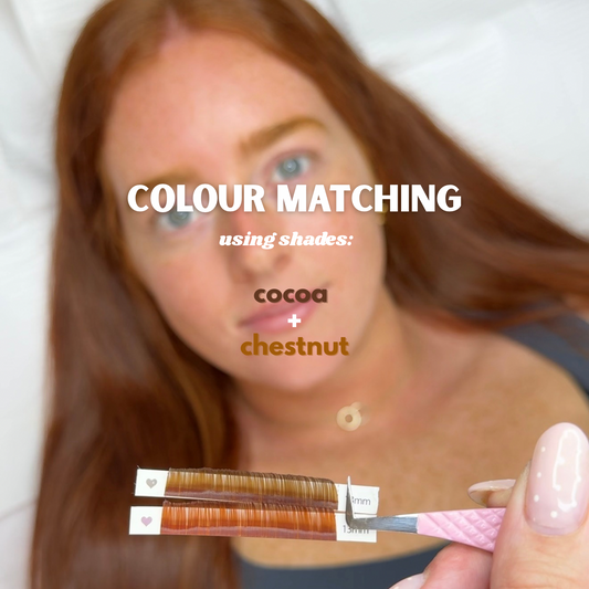 Chestnut Collection (Limited Edition)